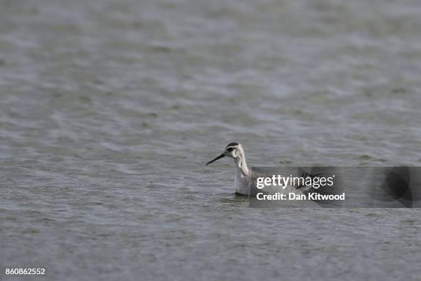 Rare Wilson's Phalarope feeds at the Kent Wildlife Trust's Oare Marshes in the Thames Estuary on October 13, 2017 in Faversham, England.