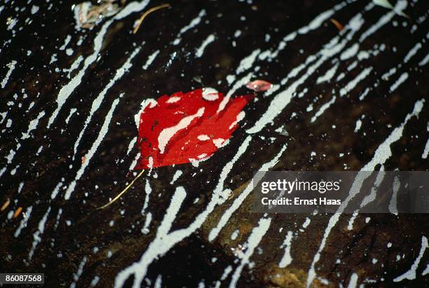 Autumn leaves and swirls of foam on a stream in Maine, October 1984.