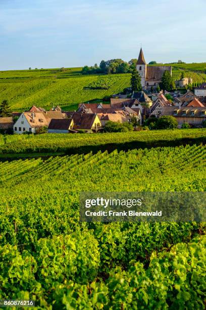 Vineyards are surrounding the historical village at the foot of Alsace hills.
