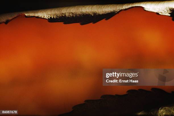 The edge of a dry autumn leaf, circa 1970.