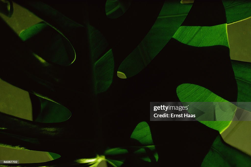 Green Leaves