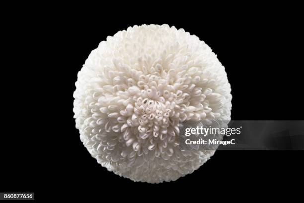 pom-pom chrysanthemum flower on black background - white pom pom stock pictures, royalty-free photos & images