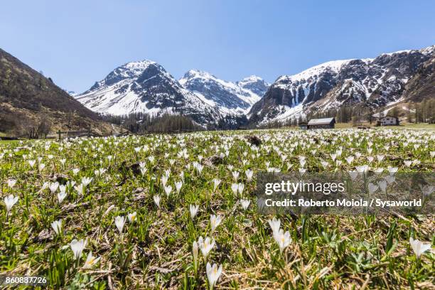 crocus flowers, davos, switzerland - klosters stock pictures, royalty-free photos & images