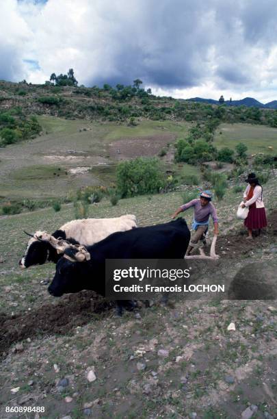 Labourage avec deux boeufs sur un champ en pente de l'Altiplano en janvier 1983 au Pérou.