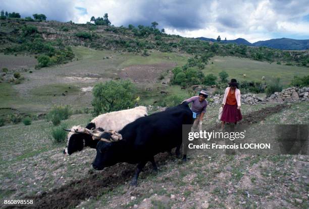 Labourage avec deux boeufs sur un champ en pente de l'Altiplano en janvier 1983 au Pérou.