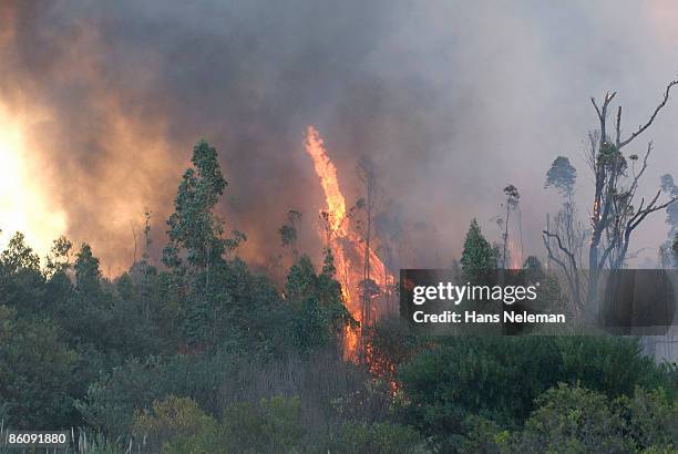 forest fire in canelones uruguay - canelones stock pictures, royalty-free photos & images
