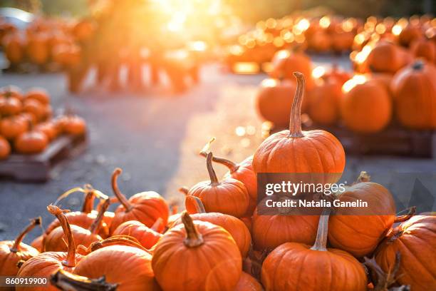 pumpkins on pumpkin patch - pompoenenveld stockfoto's en -beelden