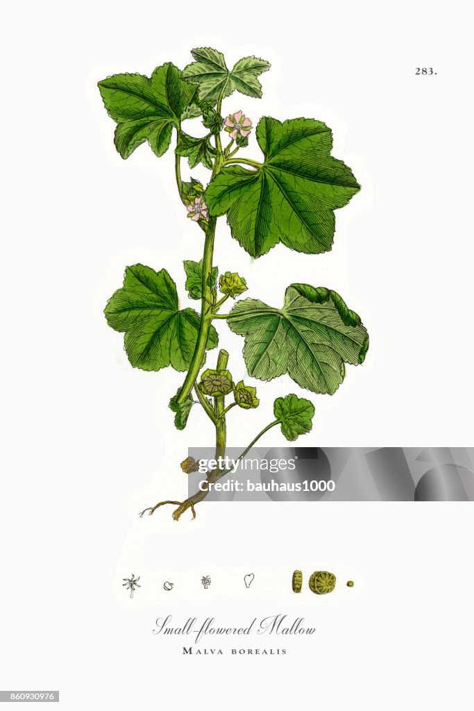 Small-flowered Mallow, Malva borealis, Victorian Botanical Illustration, 1863