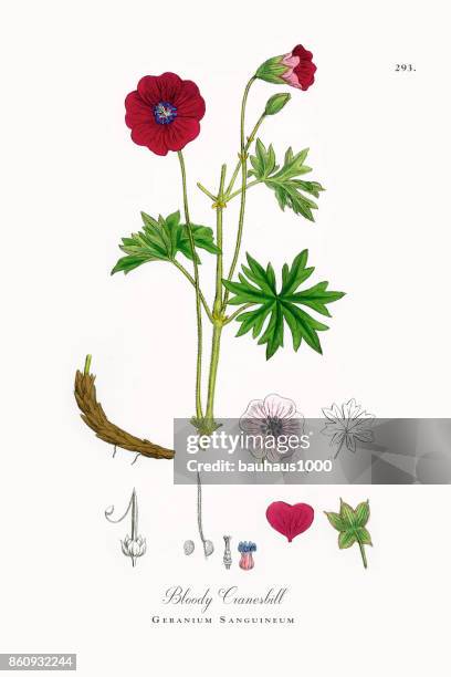 blutige storchschnabel, geranium sanguineum, viktorianischen botanische illustration, 1863 - blumenzwiebel stock-grafiken, -clipart, -cartoons und -symbole