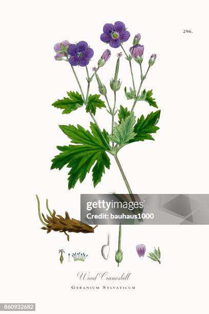 stockillustraties, clipart, cartoons en iconen met houten cranesbill, geranium sylvaticum, victoriaanse botanische illustratie, 1863 - perennial