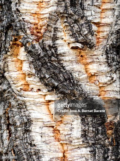 complete setting of the textures of wood of a trunk of tree of the specie (quercus suber),  cork oak tree. forest in the sierra de espadan, castellón, spain - cork tree bildbanksfoton och bilder