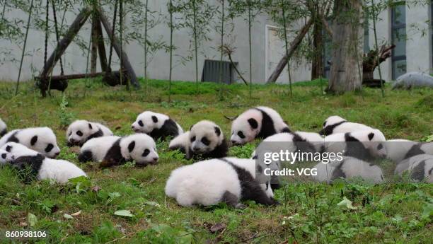 Giant panda cubs, all born this year, meet the public at the Shenshuping Base of the China Conservation and Research Centre for the Giant Panda on...