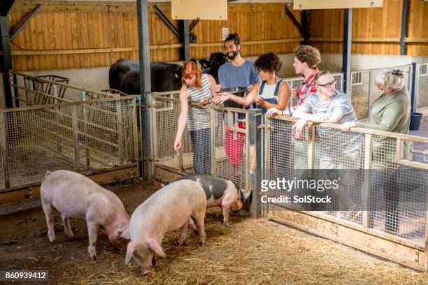 feeding pigs at the farm - pigs eating stock pictures, royalty-free photos & images
