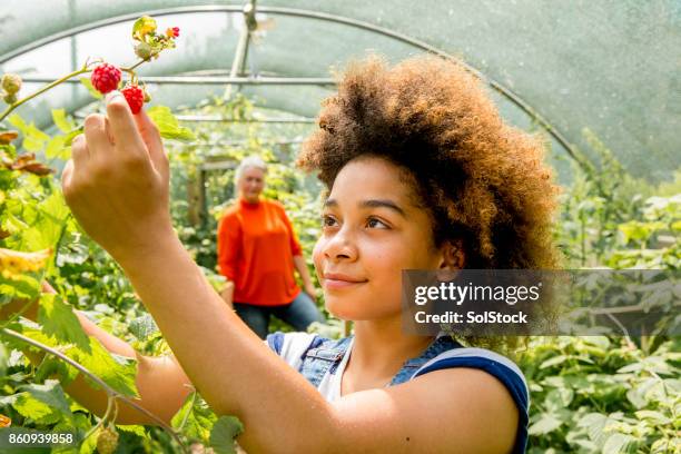 picking raspberries at the farm - vanguardista imagens e fotografias de stock