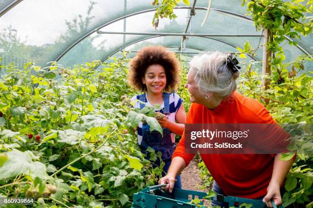 gardening in the greenhouse - uk girl friends stock pictures, royalty-free photos & images