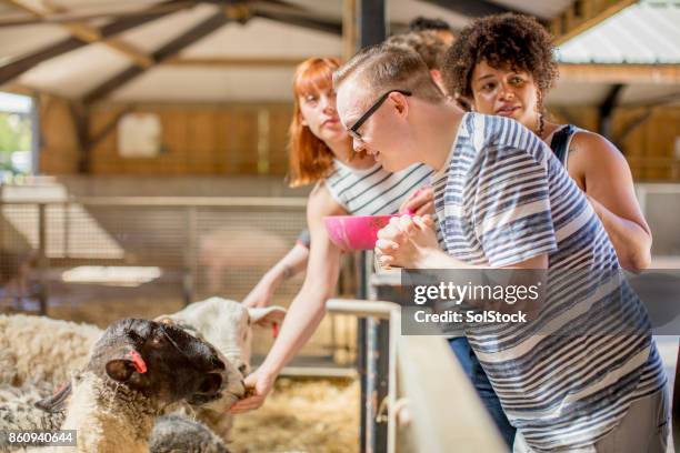 feeding sheep - down syndrome care stock pictures, royalty-free photos & images