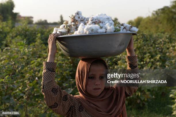 In this photograph taken on October 12, 2017 an Afghan girl harvest cotton on their family's farm on the outskirts of Jalalabad.