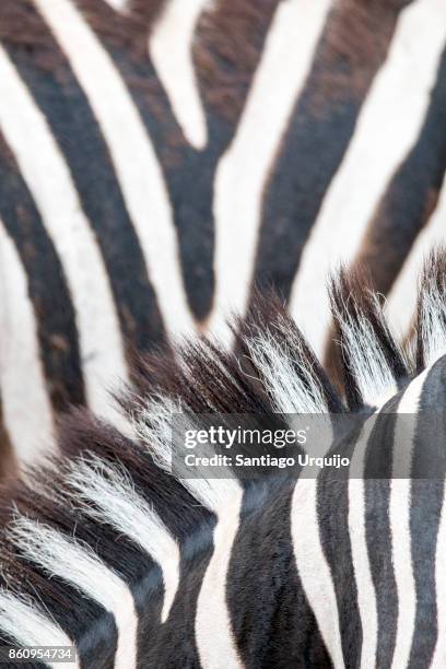 close-up of zebra patterns - estampado de cebra fotografías e imágenes de stock