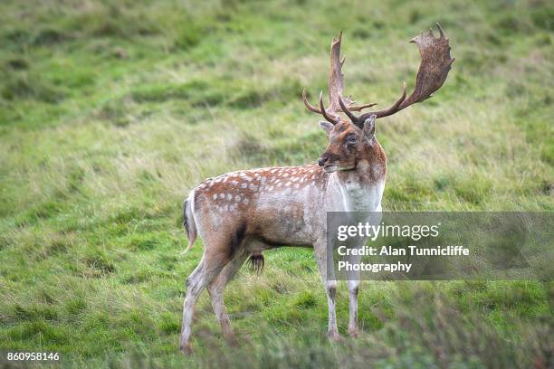 fallow deer stag standing pround - dama game stock pictures, royalty-free photos & images