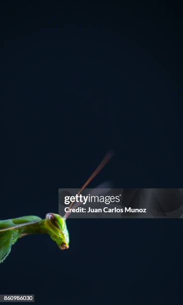 european mantis - mantis (mantis religiosa), insectos, arthropodos, cantabria, spain, europe - insectos stock pictures, royalty-free photos & images