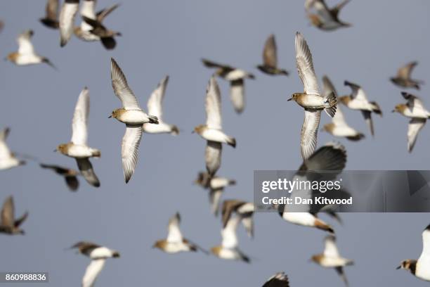 Lapwing and Golden Plover circle over a pond at the Kent Wildlife Trust's Oare Marshes in the Thames Estuary on October 13, 2017 in Faversham,...