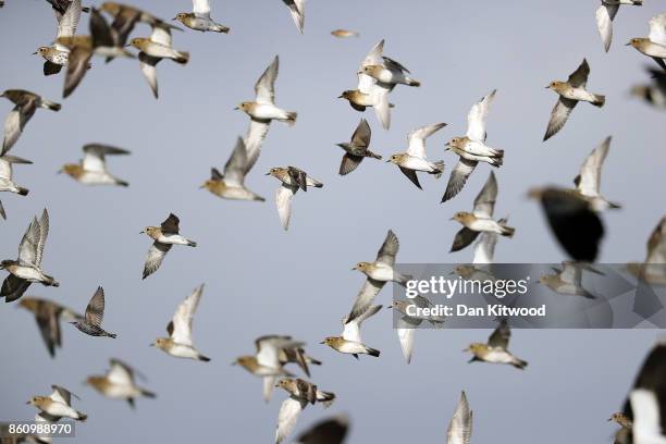 Lapwing and Golden Plover circle over a pond at the Kent Wildlife Trust's Oare Marshes in the Thames Estuary on October 13, 2017 in Faversham,...