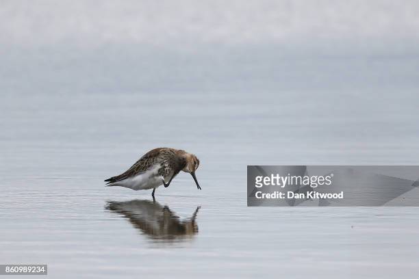 Dunlin rests on a pond at the Kent Wildlife Trust's Oare Marshes in the Thames Estuary on October 13, 2017 in Faversham, England.