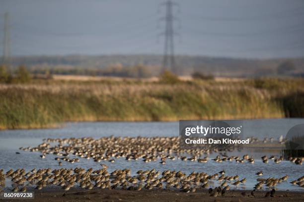 Waders including Golden Plover and Black Tailed Godwit rest on a pond at the Kent Wildlife Trust's Oare Marshes in the Thames Estuary on October 13,...