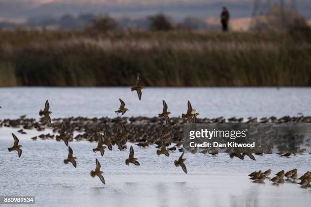 Golden Plover circle over a pond at the Kent Wildlife Trust's Oare Marshes in the Thames Estuary on October 13, 2017 in Faversham, England.