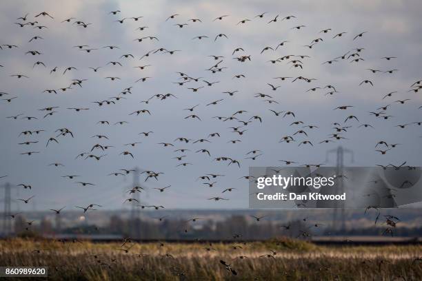 Golden Plover circle over a pond at the Kent Wildlife Trust's Oare Marshes in the Thames Estuary on October 13, 2017 in Faversham, England.