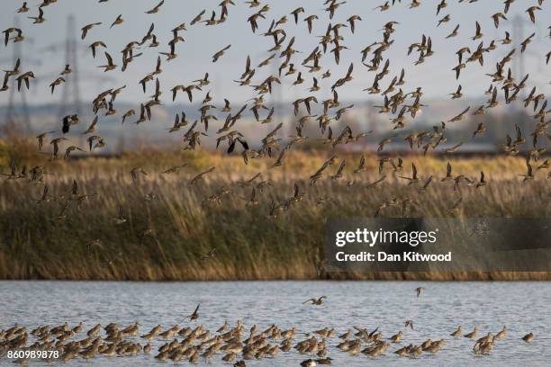 Golden Plover circle over a pond at the Kent Wildlife Trust's Oare Marshes in the Thames Estuary on October 13, 2017 in Faversham, England.