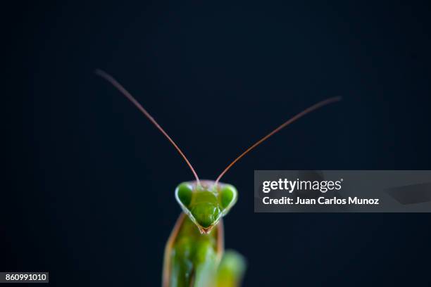 european mantis - mantis (mantis religiosa), insectos, arthropodos, cantabria, spain, europe - insectos stock pictures, royalty-free photos & images