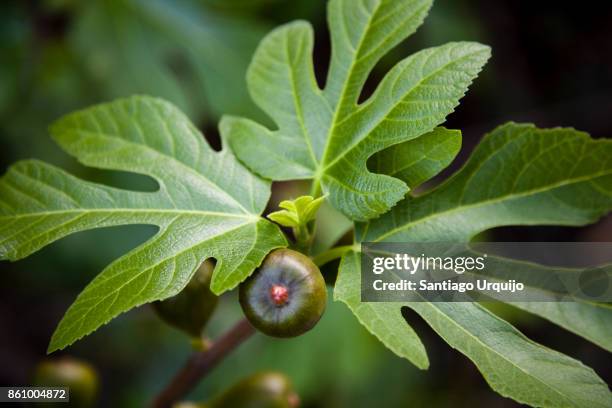 close-up of a fig on tree - fig tree fotografías e imágenes de stock