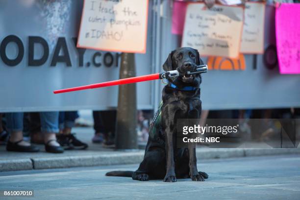 Charlie the Today Show puppy on Tuesday, October 10, 2017 --
