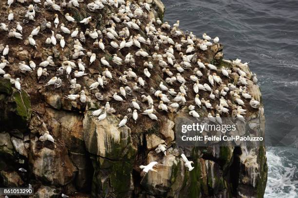 large group of gannet on a rock at langanes, north east of iceland - butte rocky outcrop stock pictures, royalty-free photos & images