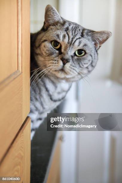 cat peering around a corner looking at camera - cat peeking stock pictures, royalty-free photos & images