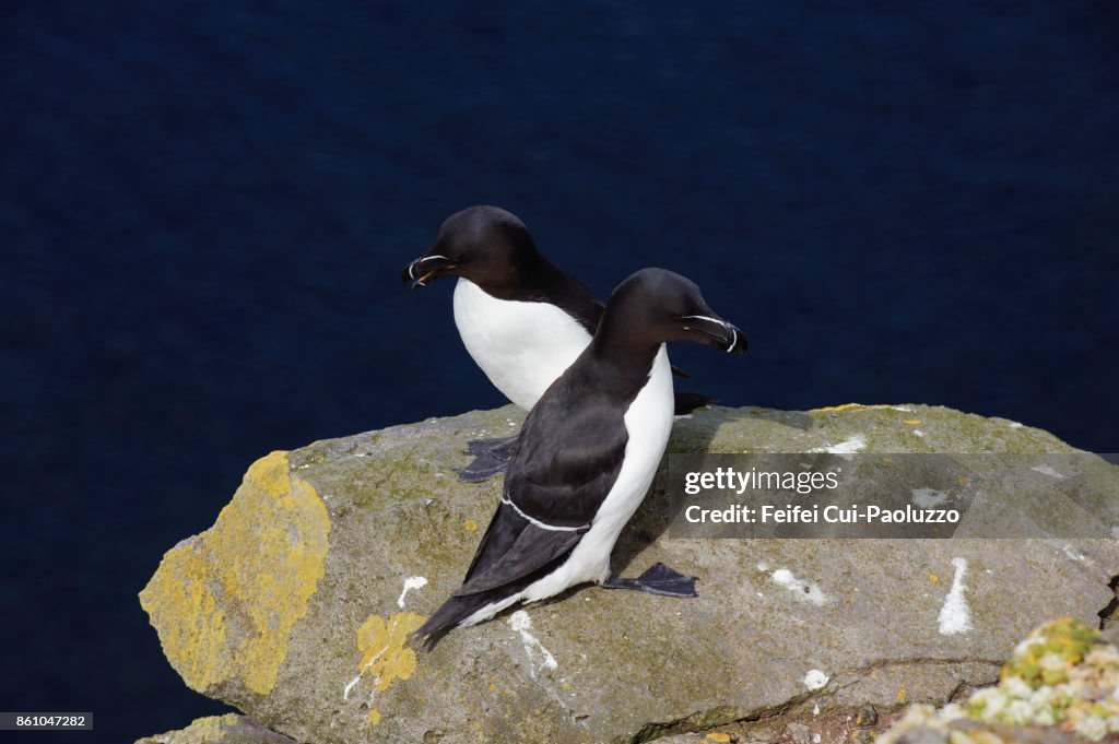 Two Razorbills on the bird cliff of Látrabjarg, Westfjords, Iceland