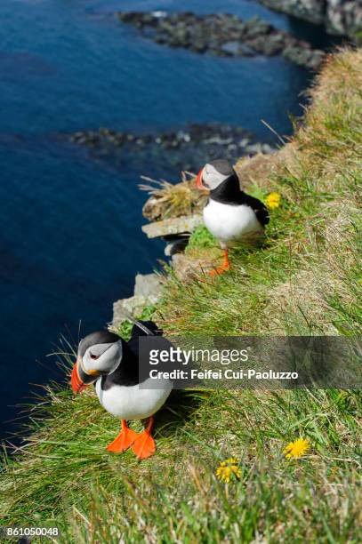 two atlantic puffins at bird cliff of látrabjarg, westfjords, iceland - littoral rocheux photos et images de collection
