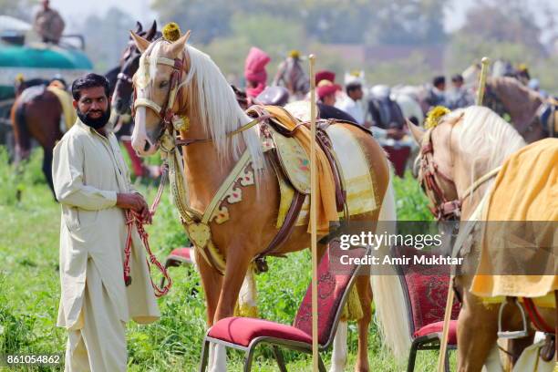 horses care taker - care taker stock pictures, royalty-free photos & images