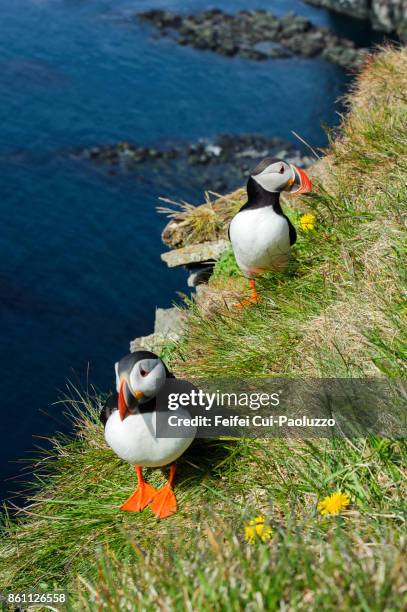 two atlantic puffins at bird cliff of látrabjarg, westfjords, iceland - littoral rocheux photos et images de collection