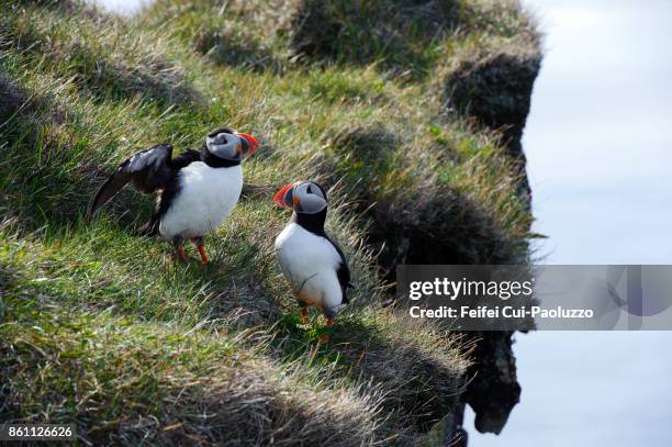 two atlantic puffins at bird cliff of látrabjarg, westfjords, iceland - rocky coastline stock pictures, royalty-free photos & images