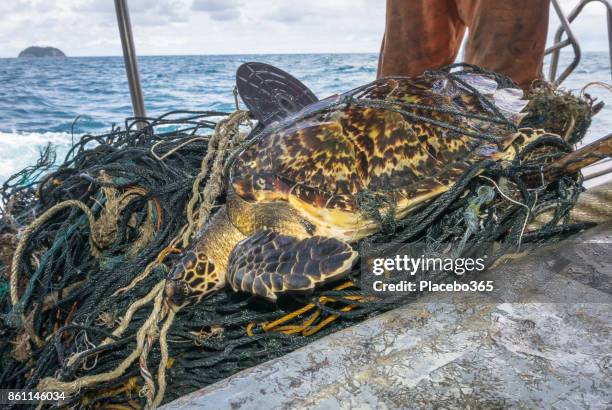 endangered hawksbill sea turtle bycatch tangled in discarded fishing net - sea turtle stock pictures, royalty-free photos & images