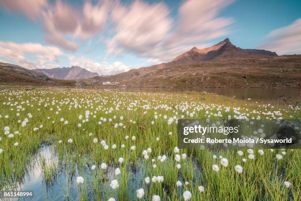 sunrise on cotton grass, valtellina, italy - bormio stock pictures, royalty-free photos & images