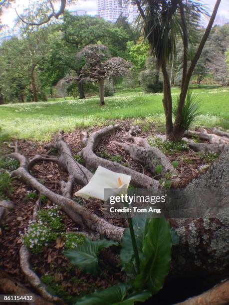 view of  city park and tree rots - rots 個照片及圖片檔