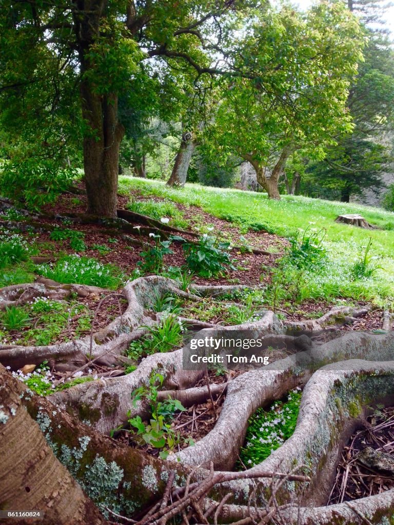 Mature tree with massive roots in city park with grassland and flowers.