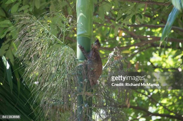 sunda flying lemur - colugo - fotografias e filmes do acervo