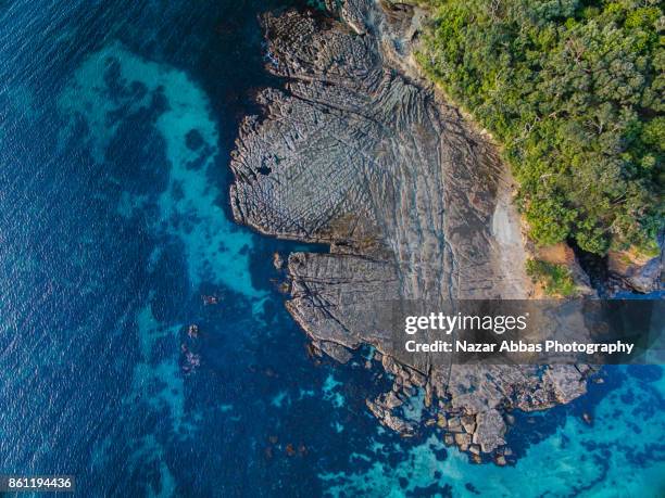 top view of goat island, new zealand. - new zealand forest stock pictures, royalty-free photos & images