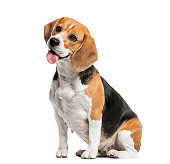 Beagle sitting and panting, isolated on white
