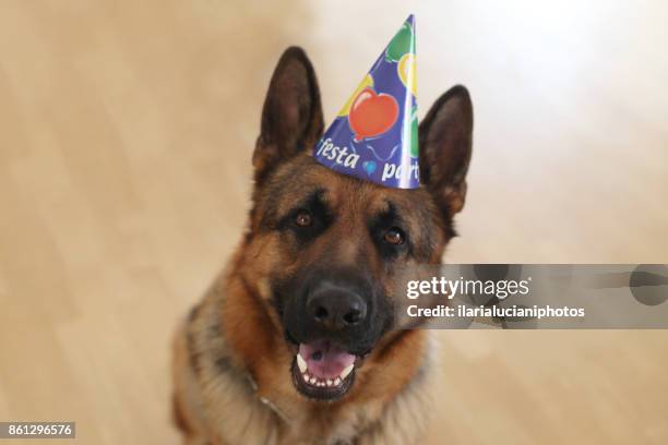 dog party - police dog stock-fotos und bilder