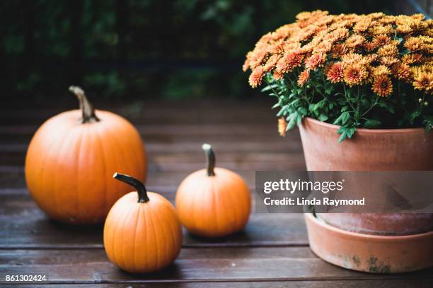 pumpkin and orange flowers on a porch during halloween - chrysanthemum stock pictures, royalty-free photos & images